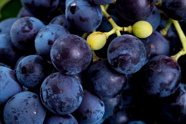 Bunch of black grapes — Stock Photo, Image