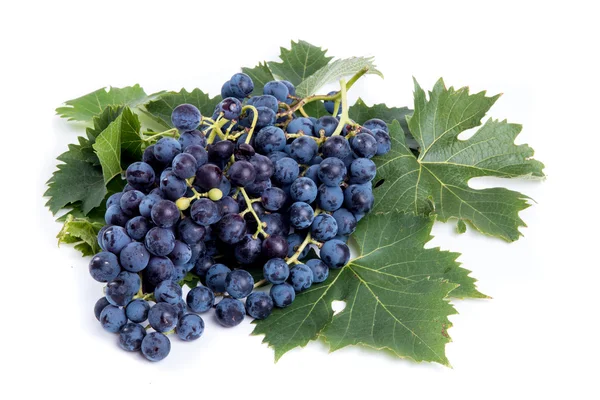 Bunches of black grapes — Stock Photo, Image