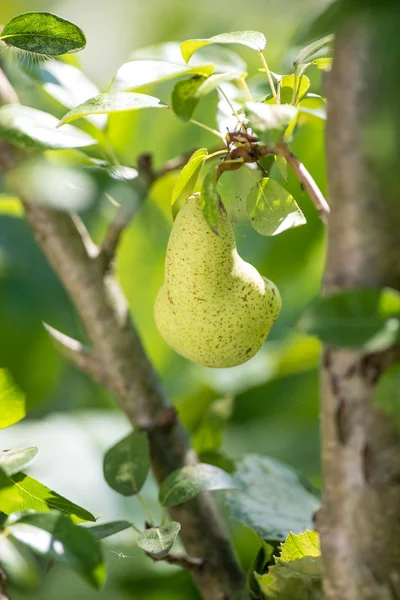Green pear on  tree — Stock Photo, Image