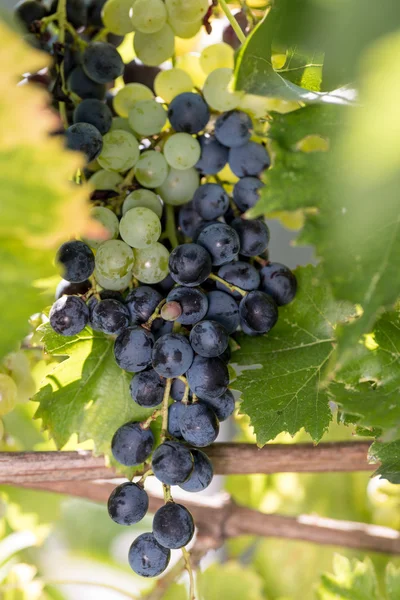Viñedo con racimos de uvas —  Fotos de Stock