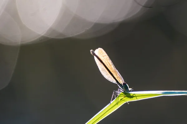 Libélula em uma lâmina de grama — Fotografia de Stock