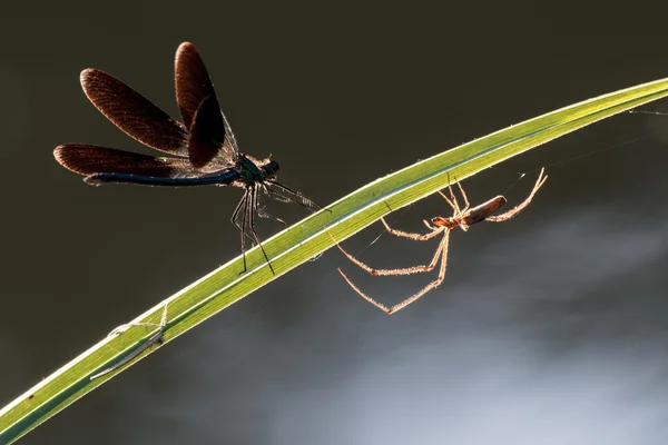 Aranha e libélula em uma lâmina de grama — Fotografia de Stock