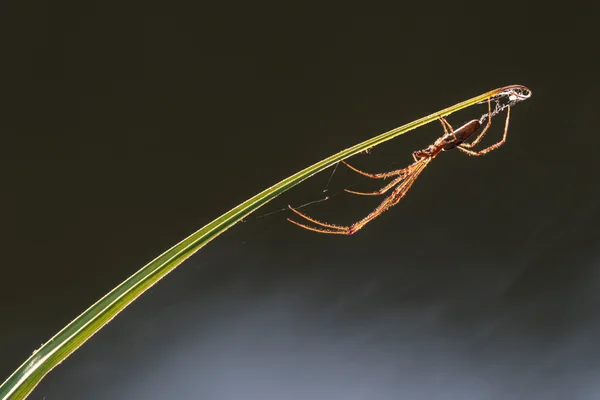 Паук-оса с паутиной — стоковое фото