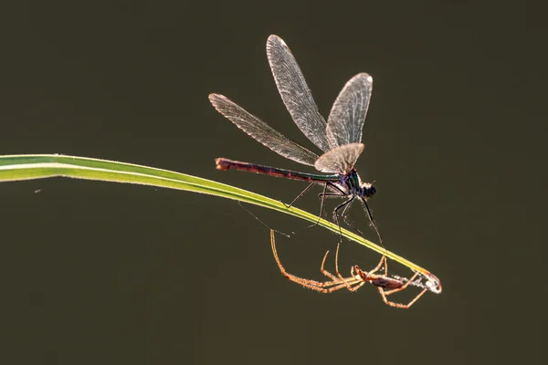 Aranha e libélula em uma lâmina de grama — Fotografia de Stock
