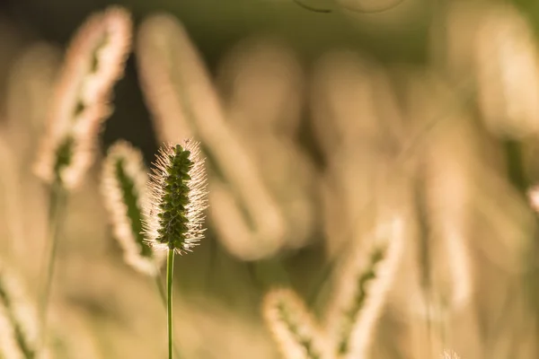 Green wild plants — Stock Photo, Image