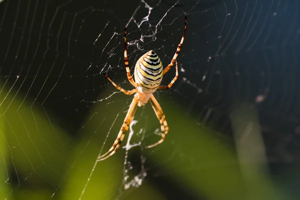 Araignée guêpe avec toile d'araignée — Photo
