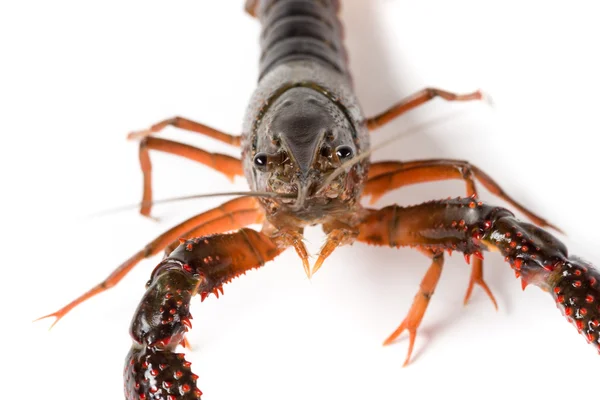 Un gambero vivo — Foto Stock