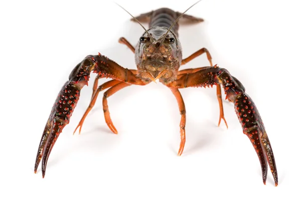 Un gambero vivo — Foto Stock