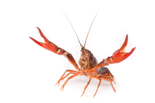 One alive crawfish — Stock Photo, Image