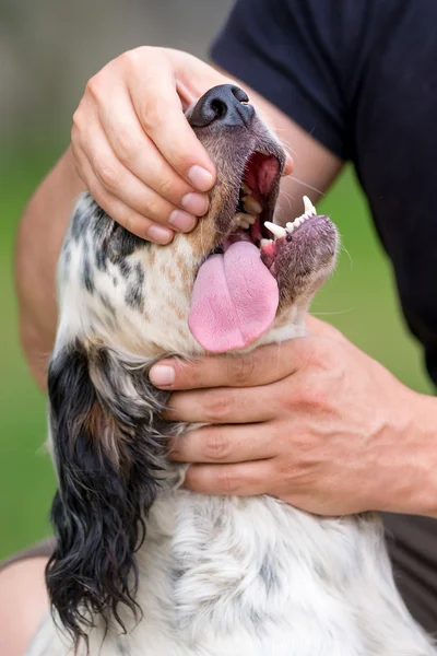 Check of the teeth of a dog — Stock Photo, Image