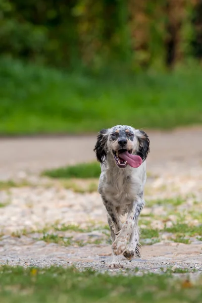 English setter dog — Stock Photo, Image