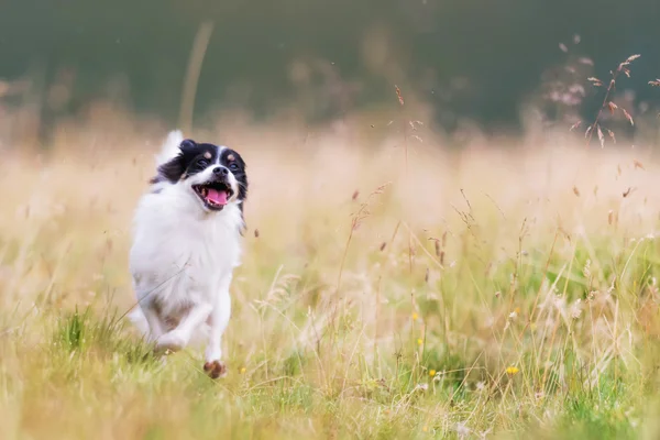 Black and white mongrel dog — Stock Photo, Image