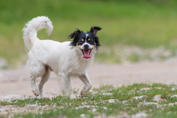 Black and white mongrel dog — Stock Photo, Image