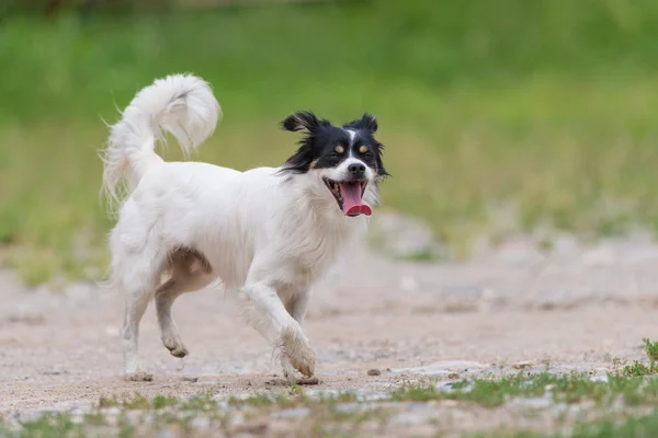 Чорно-біла монгольська собака — стокове фото
