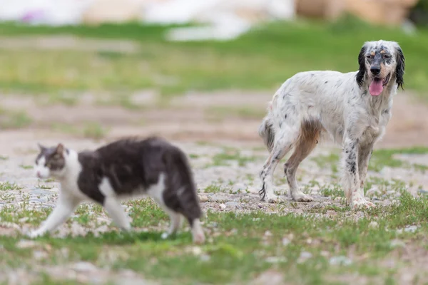 gray and white cat with a dog