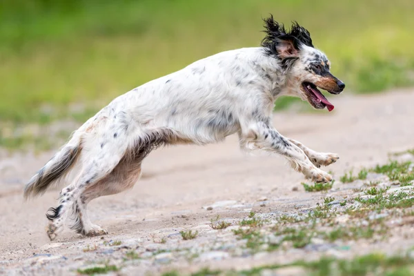 English setter dog — Stock Photo, Image