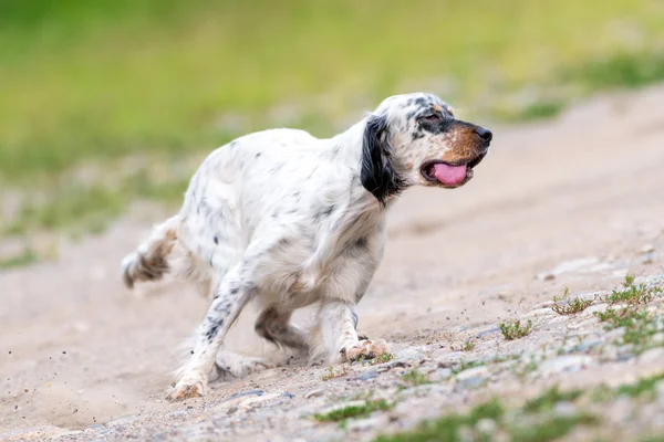 English setter dog — Stock Photo, Image