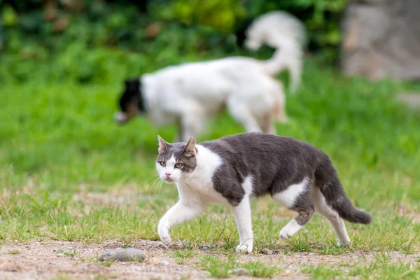 Grijze en witte kat met een hond — Stockfoto