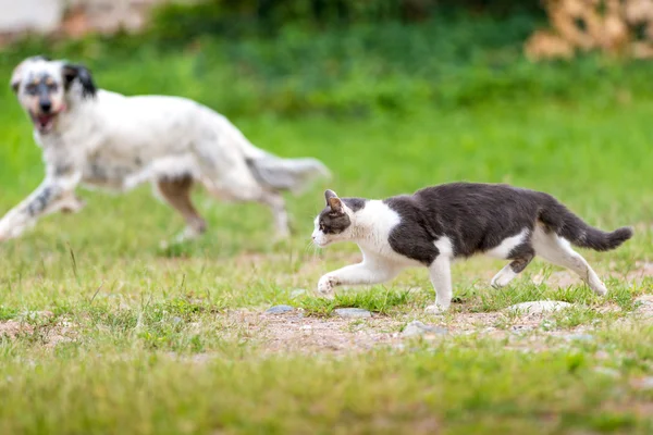 Graue und weiße Katze mit Hund — Stockfoto