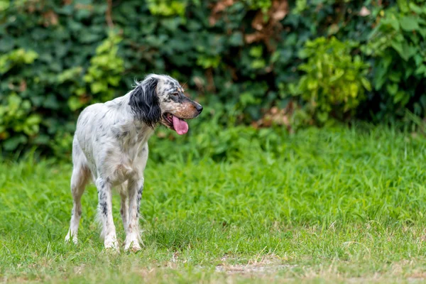 English setter dog — Stock Photo, Image