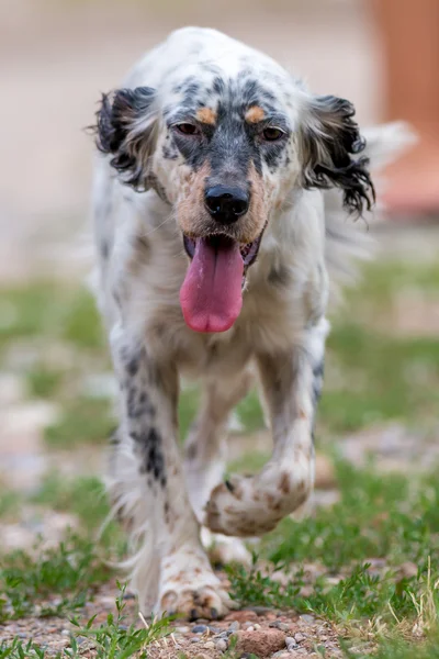 Inglese setter cane — Foto Stock