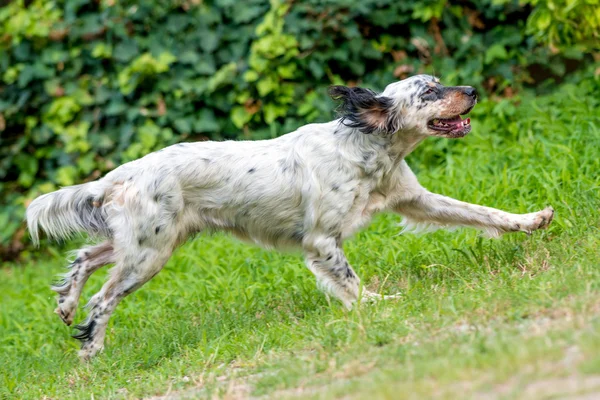 English setter dog — Stock Photo, Image