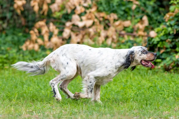 English setter dog — Stock Photo, Image