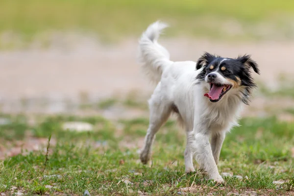 Black and white mongrel dog — Stock Photo, Image