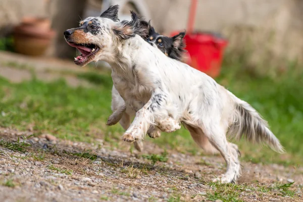 English setter dog — Stock Photo, Image