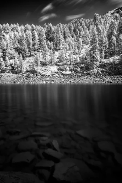 Frumoasă pădure de pin — Fotografie, imagine de stoc