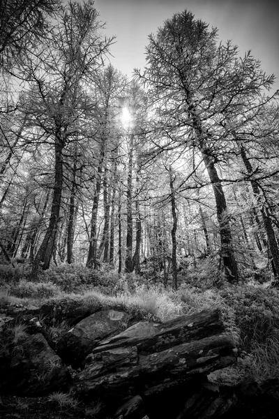 Frumoasă pădure de pin — Fotografie, imagine de stoc