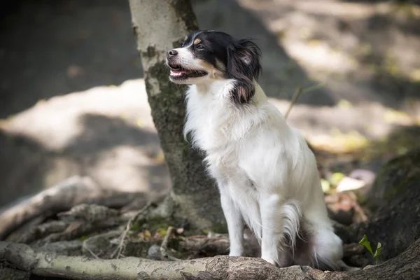 Sort og hvid køter hund - Stock-foto