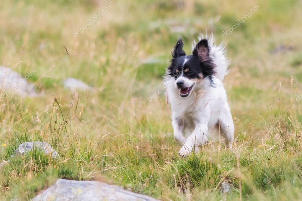 Chien Bâtard Noir Et Blanc Photographie Vpardi 88257612
