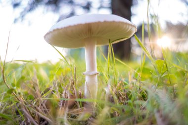 Çayırda beyaz mantar