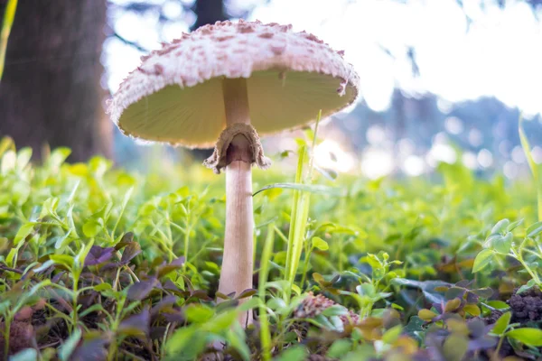 White fungus in the meadow — Stock Photo, Image