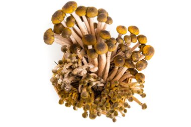 sepet içinde mantar pioppini