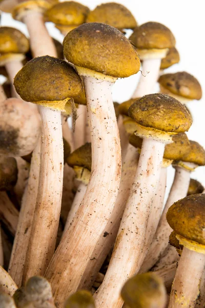 Cogumelos pioppini em uma cesta — Fotografia de Stock