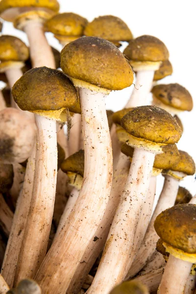 Paddestoelen pioppini in een mandje — Stockfoto