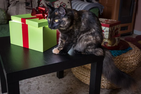 Зелёная коробка подарков и кошка — стоковое фото