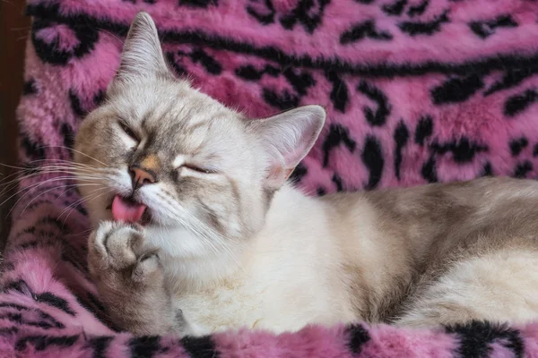 Пушистый белый коричневый кот — стоковое фото