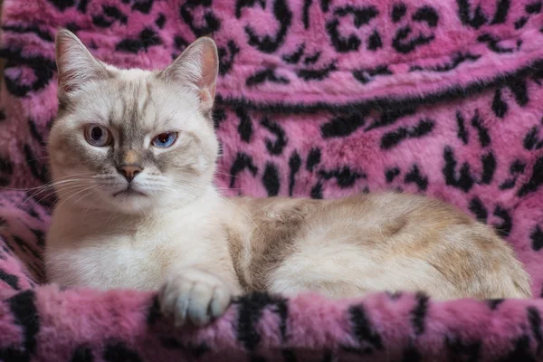 Пушистый белый коричневый кот — стоковое фото