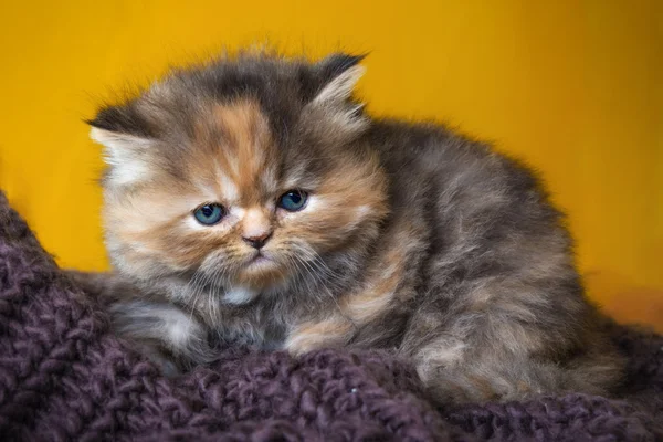 Gatinho persa em cachecol — Fotografia de Stock