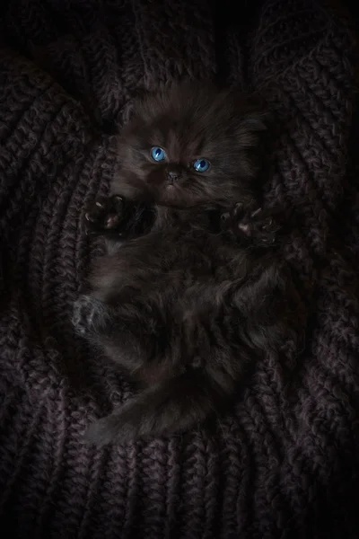 Perzisch-kitten op sjaal — Stockfoto