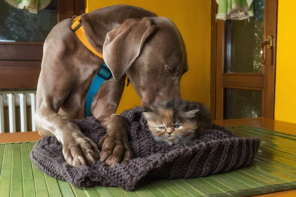 Weimarse staande hond hond met pup Perzische kat — Stockfoto