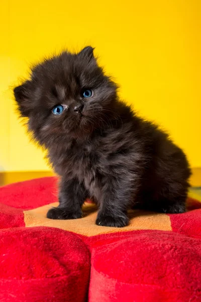 Gatinho persa bonito — Fotografia de Stock