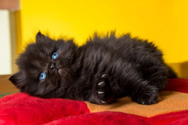 Gatinho persa bonito — Fotografia de Stock