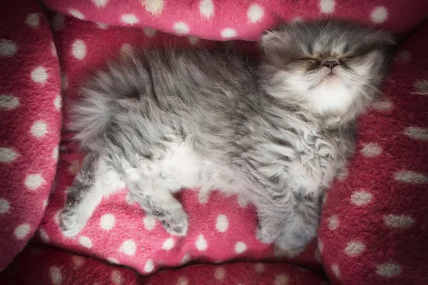 Schattig perzisch katje — Stockfoto