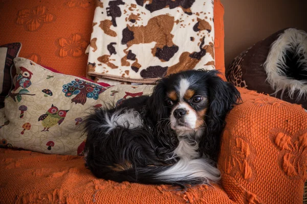 Cavalier King Charles Spaniel — Stock Photo, Image