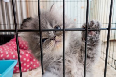 Şirin İran kedisi.