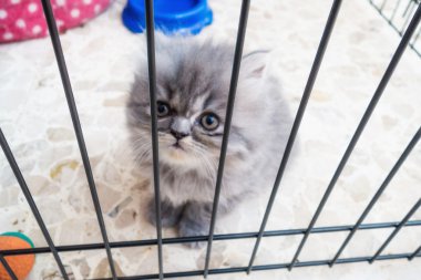 Şirin İran kedisi.